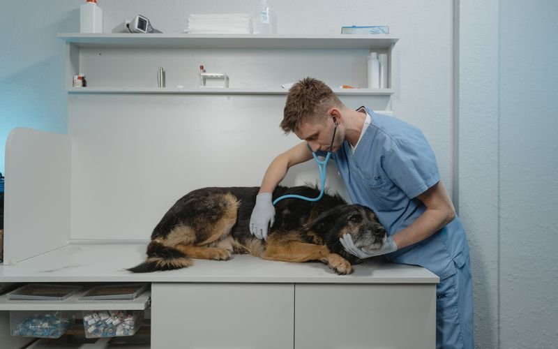 Konsultasi Dokter Hewan